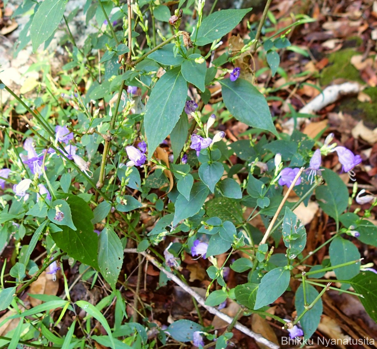 Strobilanthes cordifolia (Vahl) J.R.I.Wood